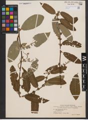 Foto von Salix appendiculata Vill.